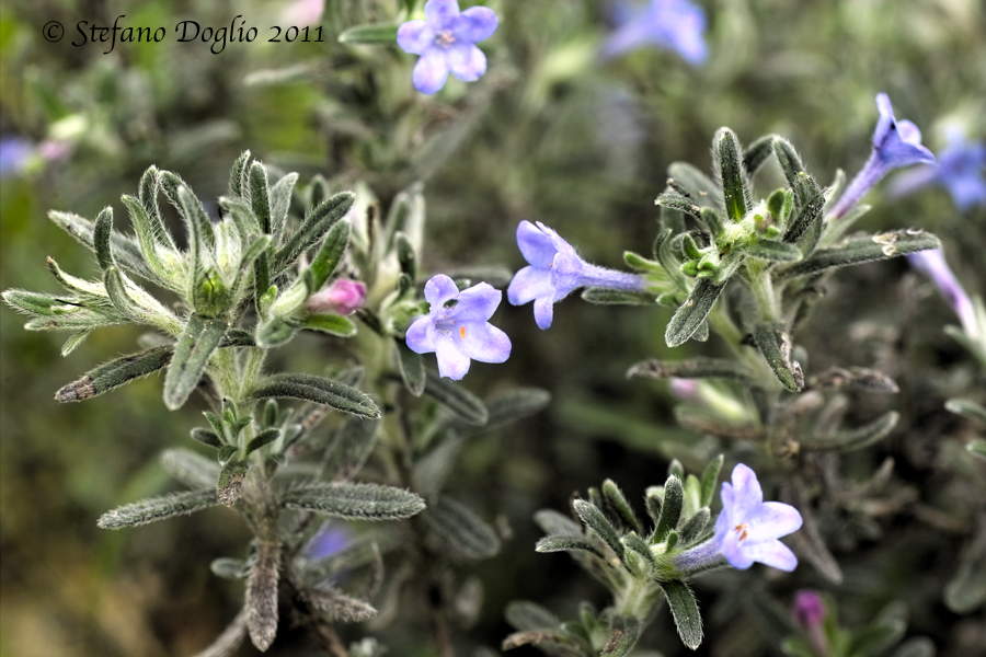 Lithodora maroccana
